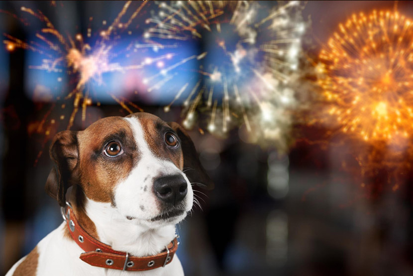 Fireworks, Thunder, and Anxious Pets: How to Help Your Companion Feel Safe This Summer