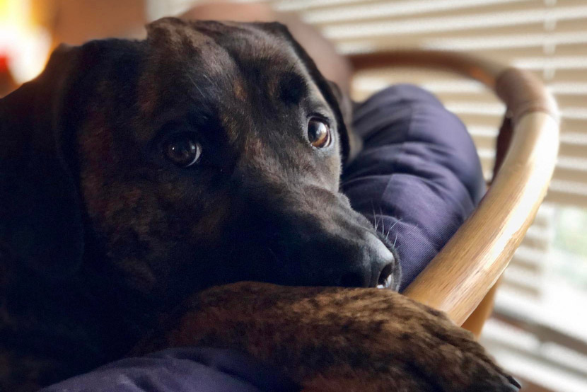 Is Your Pet’s Anxiety Becoming a Health Problem? What Every Pet Owner Should Know