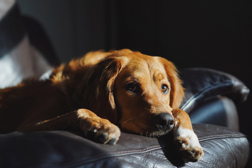 Anxiety in Pets: Understanding the Signs and Helping Your Companion Feel Safe