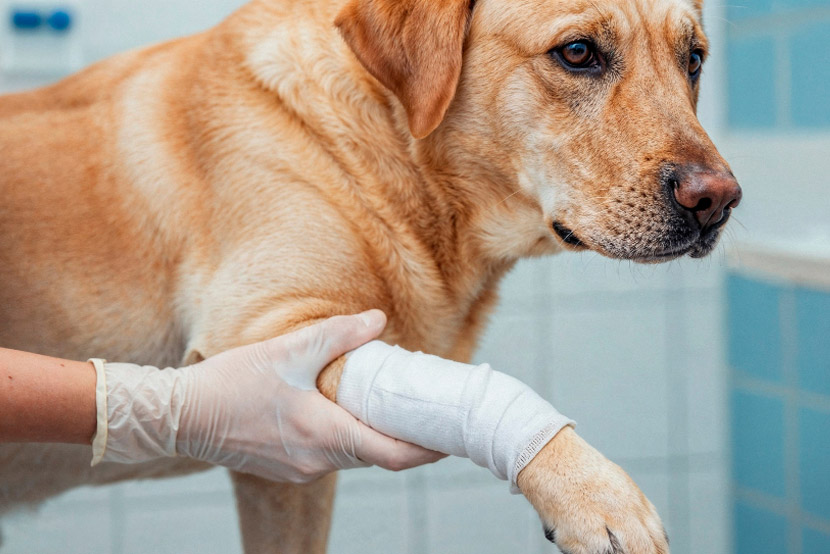 Arthritis Prevention: What Every Pet Owner Should Know