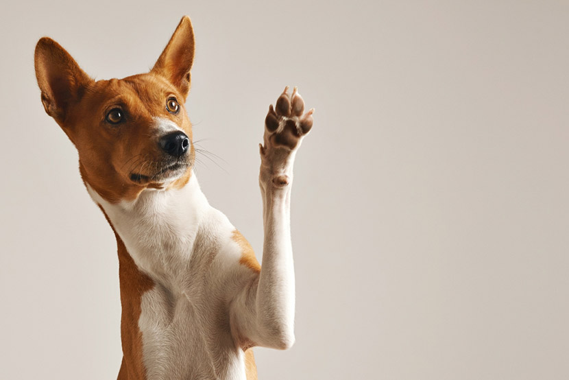 How to Help Senior Pets Stay Comfortable With Arthritis