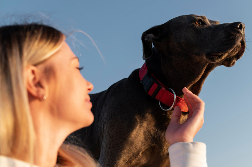 Your Pet’s Permanent ID: What to Expect During a Microchipping Visit