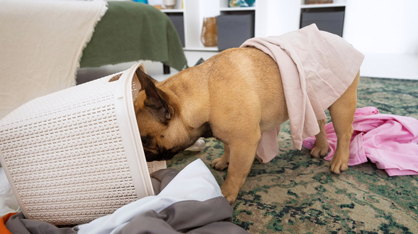 When Curiosity Leads to Trouble: A Pet Owner’s Guide from Canyon View Cares Orem