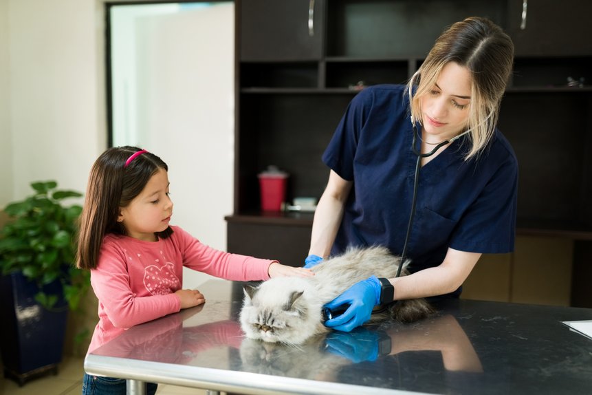 Is It Age or Arthritis? How to Read Changes in Your Senior Pet