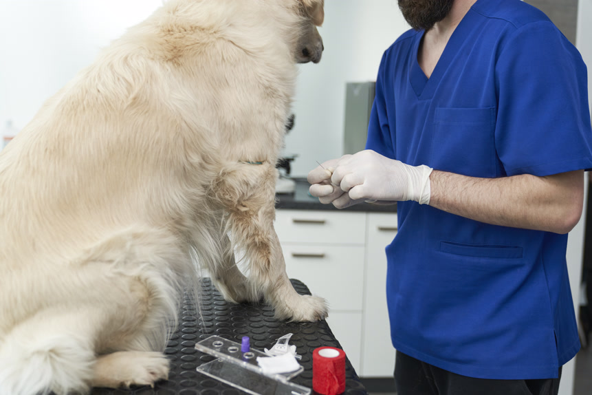 How Often Should Your Pet Get Bloodwork? The Answer Changes With Age