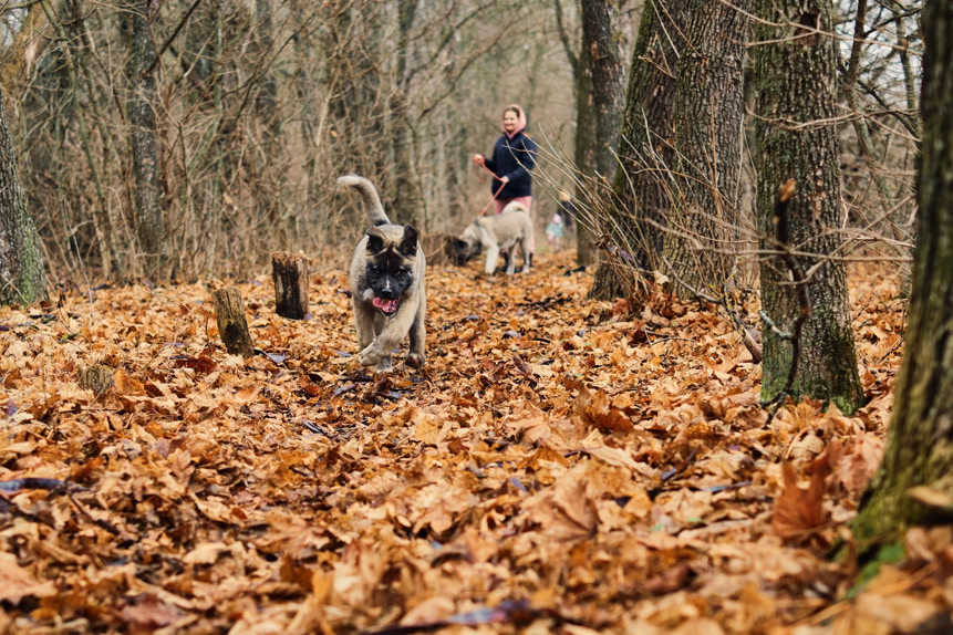 Fall in Utah County: What Changing Weather Means for Your Dog or Cat