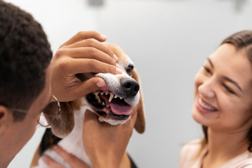 The “Silent” Struggle: Recognizing Dental Disease in Your Pets