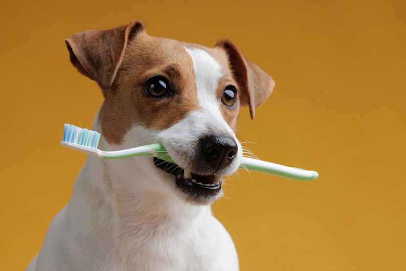 How Often Should Dogs and Cats Have Their Teeth Cleaned?