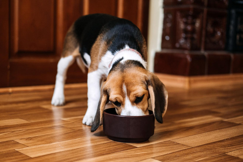 What to Feed a Dog with Diarrhea: A Compassionate Guide from Canyon View Cares Veterinary Hospital