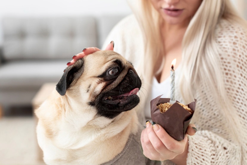 Foods to Never Share With Your Pet: A Guide for Orem Pet Owners