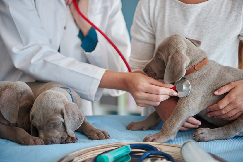 The Wellness Exam Through Every Stage of Your Pet’s Life