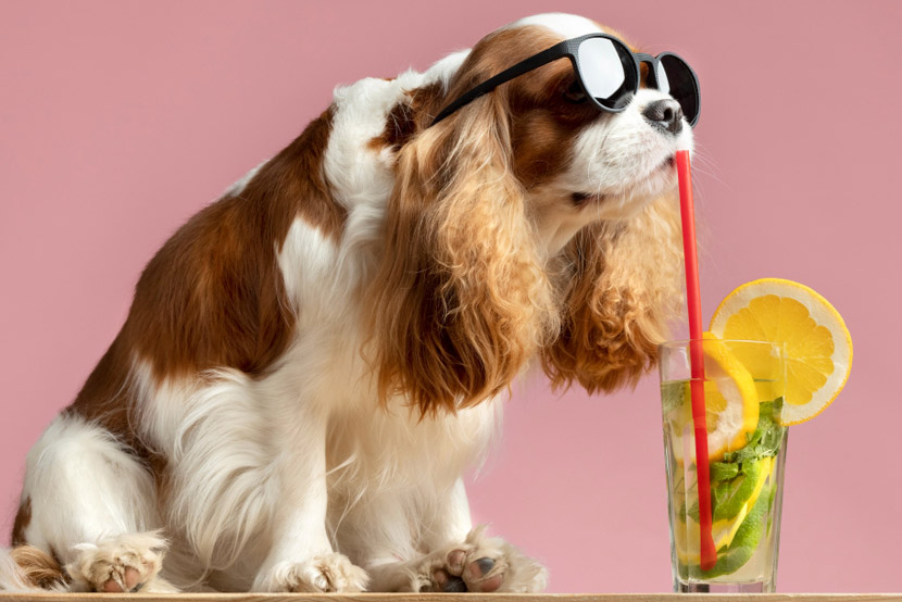 Summer Adventures Are Better When Your Pet Stays Safe: Understanding Heatstroke in Dogs and Cats