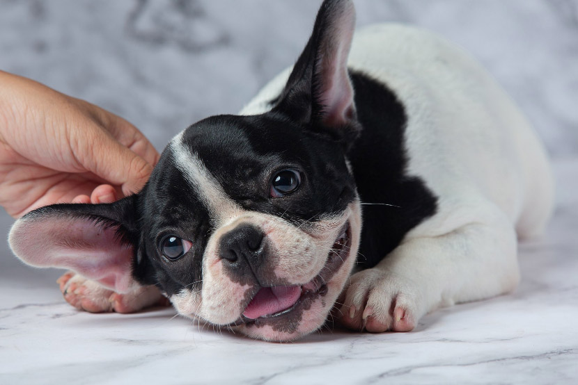 When Seasonal Allergies Affect Your Dog or Cat