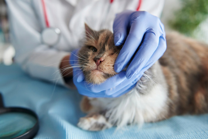 Small Chip, Strong Safety Net: When to Microchip Your Puppy or Kitten