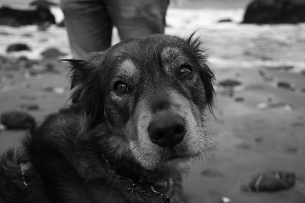 Nutrition Tips for Supporting Joint Health in Aging Pets