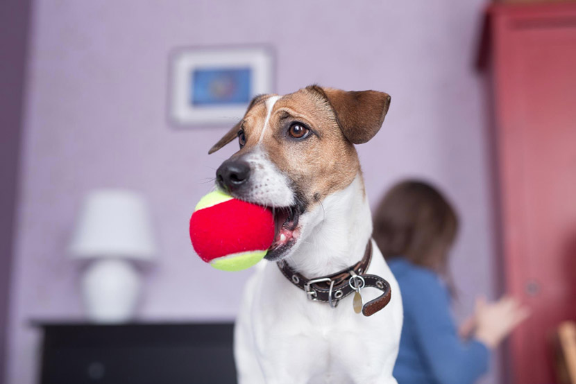 When Curiosity Turns Risky: Protecting Your Pet from Swallowing Dangerous Objects