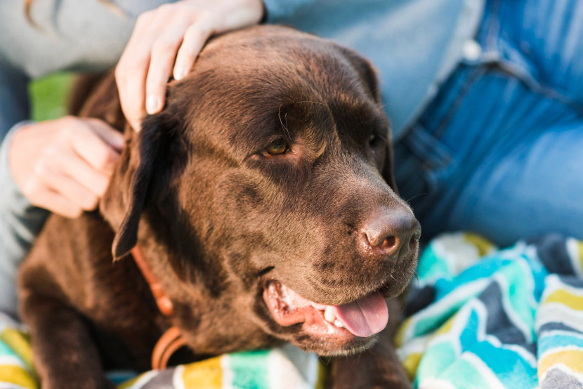 Parvo Awareness: Protecting Puppies and Dogs in Orem