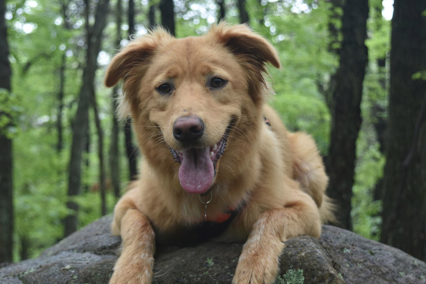 Why Parvo Risk Changes Throughout the Year