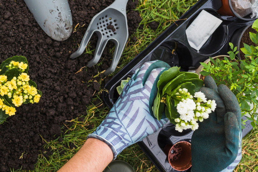 Is Your Garden Safe for Your Pets? Here’s What You Need to Know