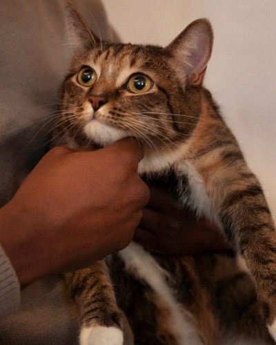 Contact Canyon View Cares Veterinary Hospital in Orem, UT