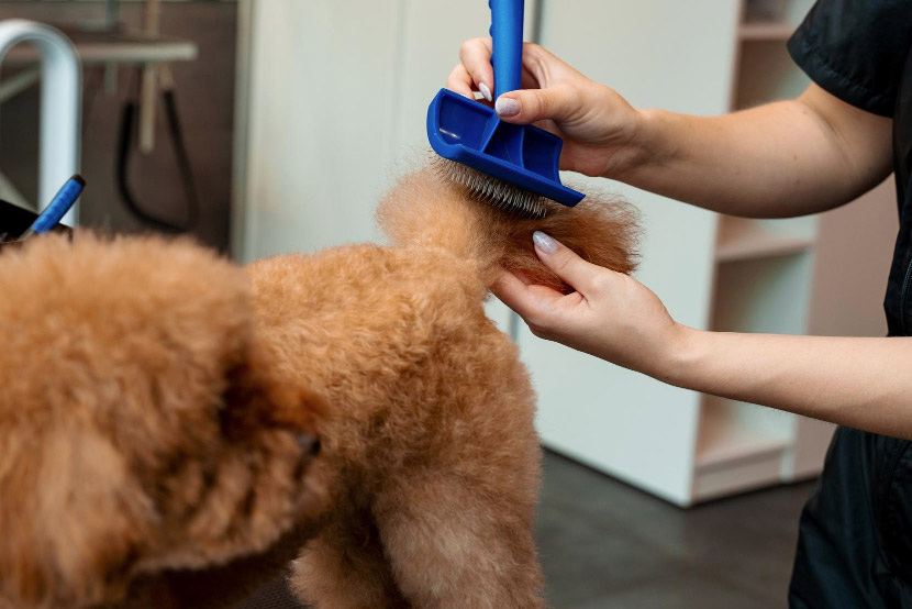 Seasonal Shedding Guide: Coat Care Tips for Pets in Orem
