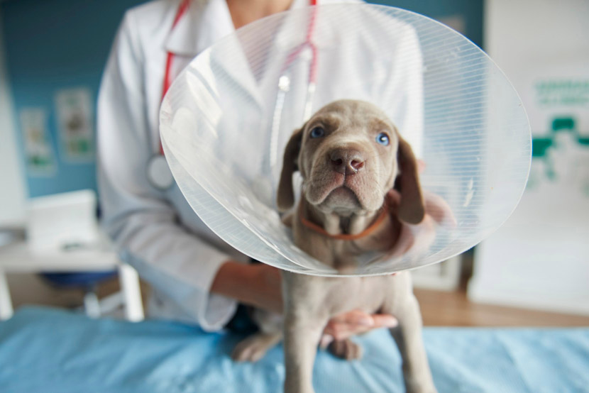 Spaying and Neutering: Helping Pets Stay Safer at Home and Outdoors