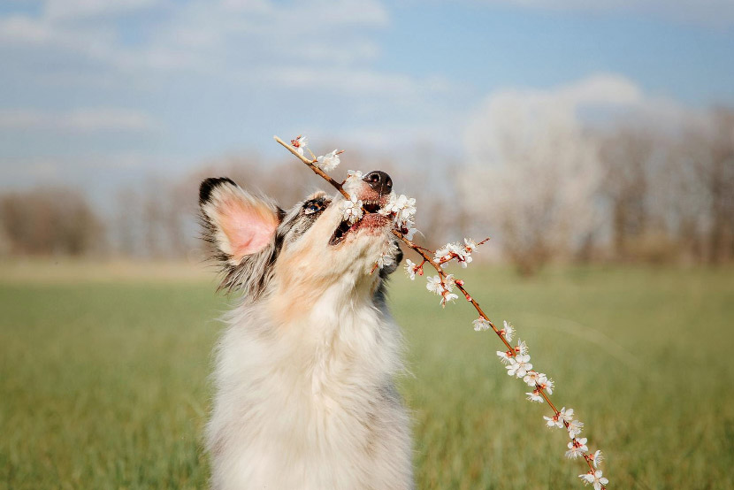 Spring Cleaning and Pet Wellness: Creating a Healthy Home Environment During Seasonal Changes