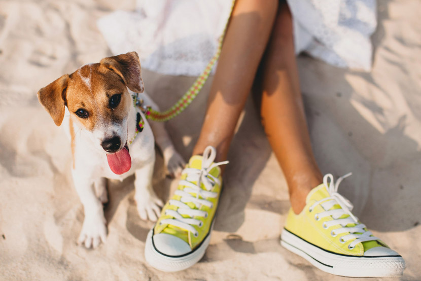 Don’t Let Summer Travel Catch You Off Guard: A Pet Owner’s Vacation Safety Guide