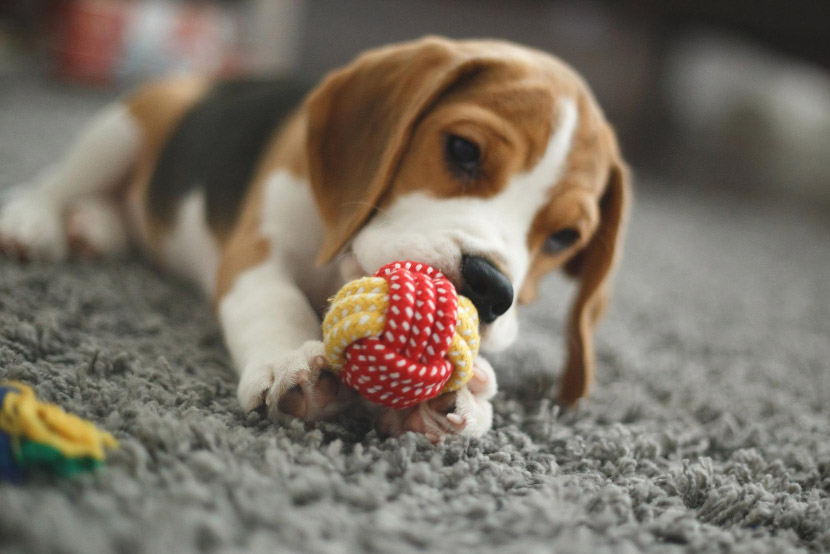 The Do’s and Don’ts of Dog Chew Toys: Keeping Playtime Safe and Fun