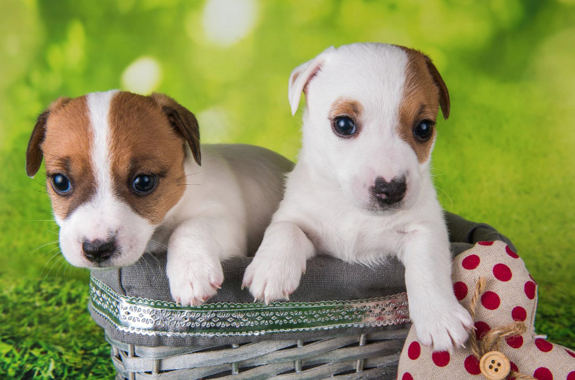 A Puppy Vaccination Roadmap for New Owners
